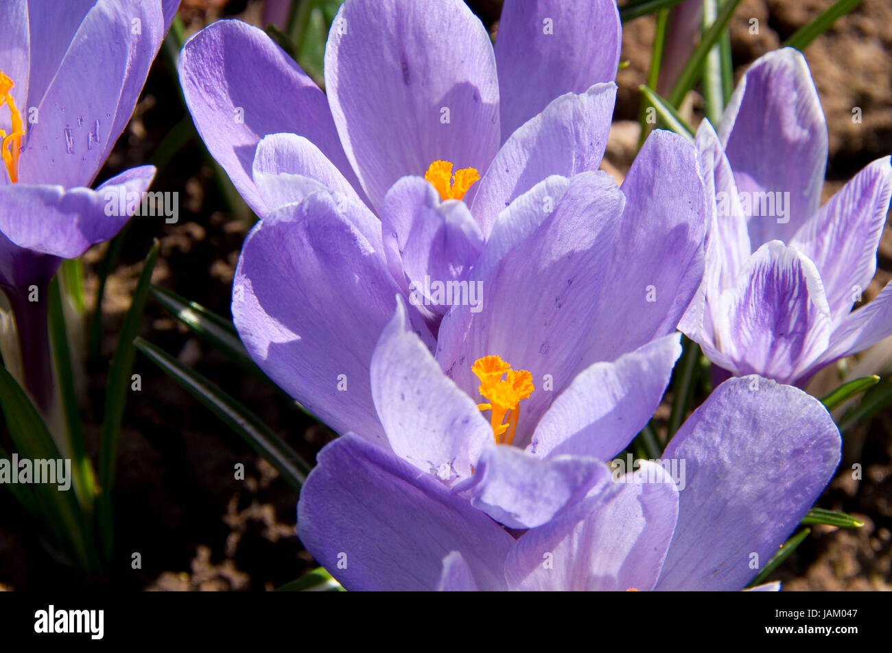Blühende hellblaue Krokusse im Garten im Frühling Stock Photo Alamy