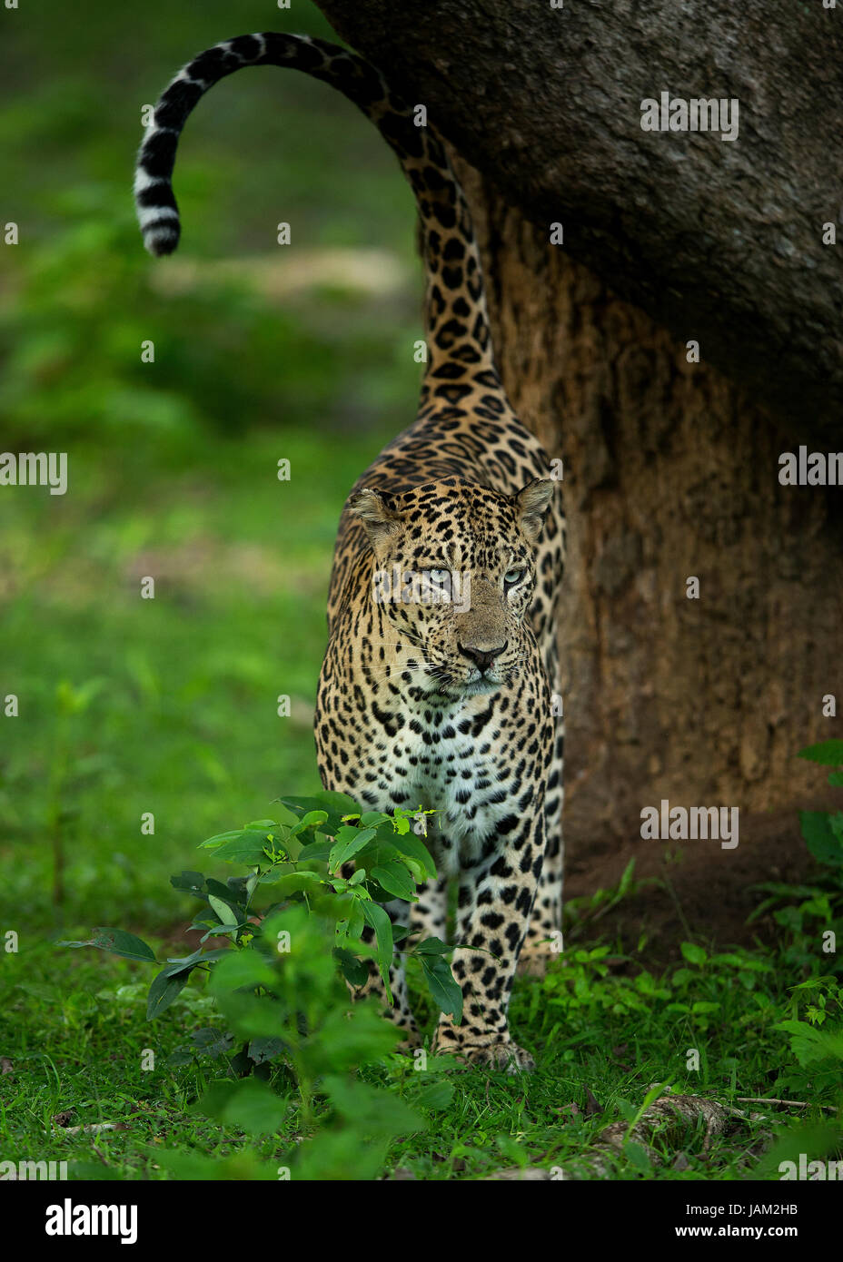 Leopard in Nagarhole National Park of India Stock Photo