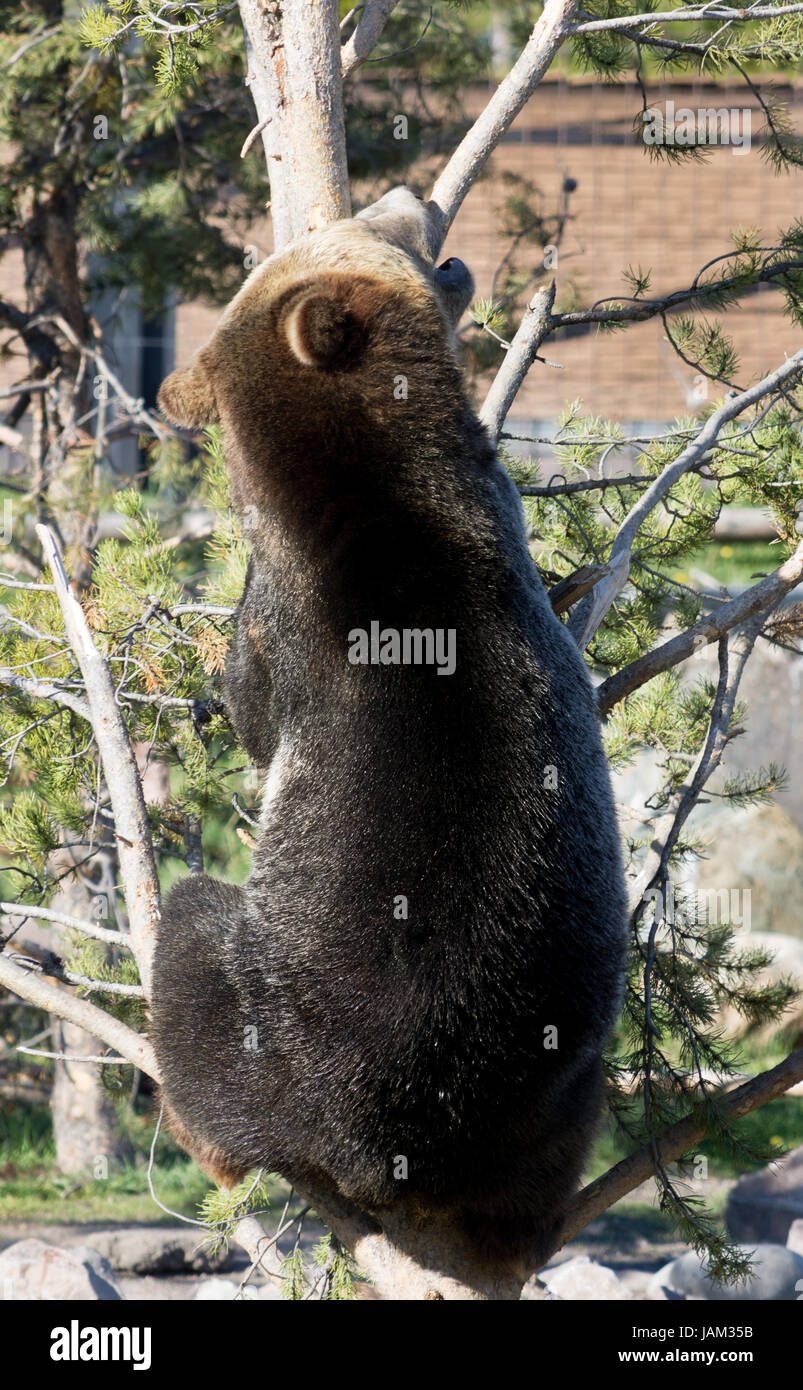 Close up of adult grizzly climbing a tree, grabbing onto a branch with his teeth. Photographed in Grizzly and Wolf Discovery Center, Montana. Stock Photo