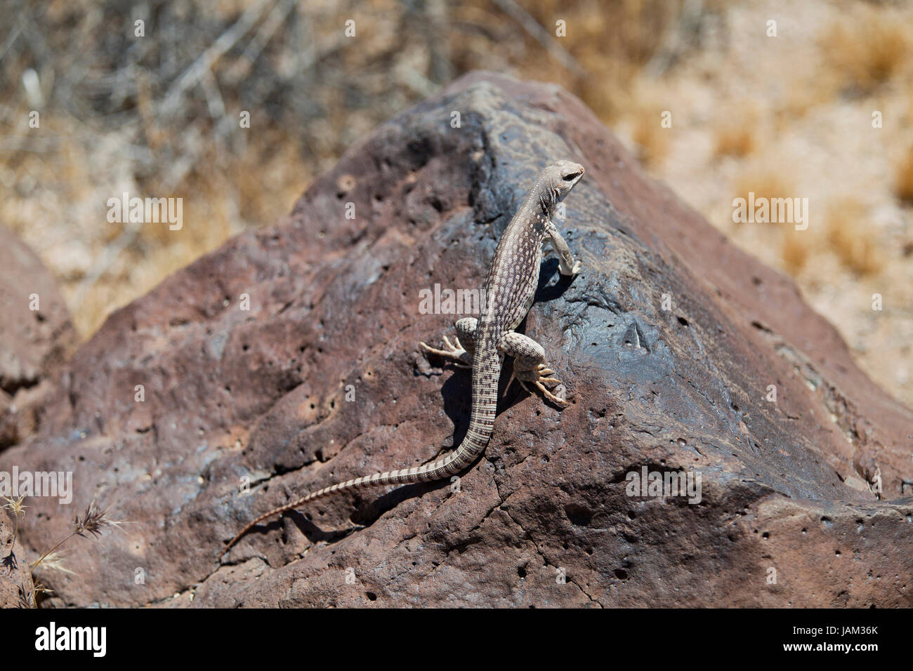 Mojave Desert Iguana (Dipsosaurus dorsalis) basks in sun - Mojave desert, California USA Stock Photo
