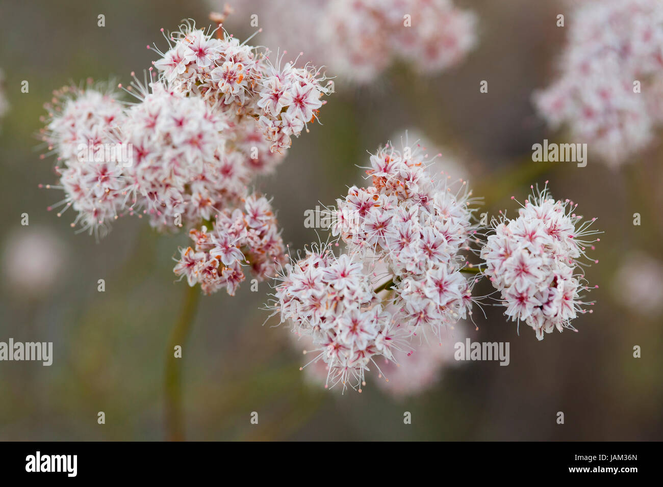 California buckwheat (Eriogonum fasciculatum) flowers - Mojave desert, California USA Stock Photo