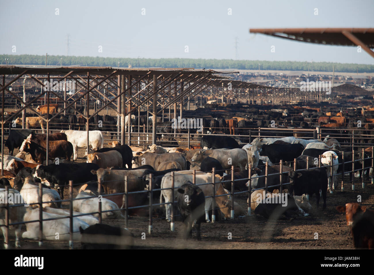 Large scale cattle farm - California USA Stock Photo