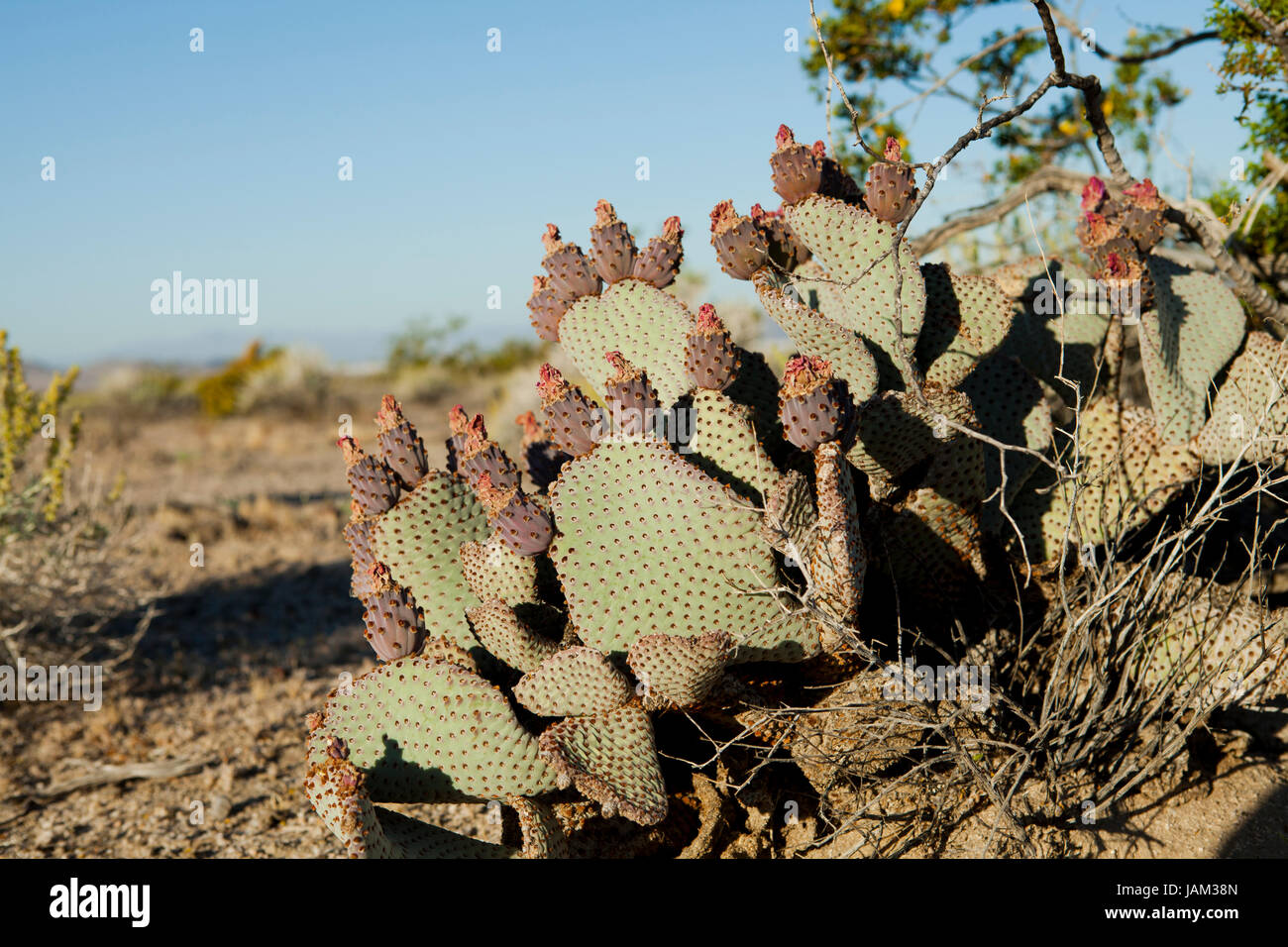 Beavertail cactus fruits aka prickly pears (Optuntia) - California USA Stock Photo