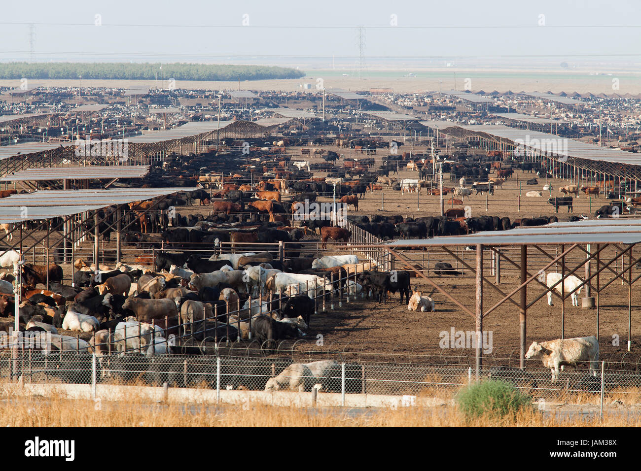 Large scale cattle farm - California USA Stock Photo