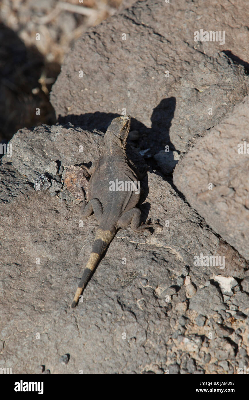Mojave Chuckwalla (Sauromalus ater) basking in sun - Mojave desert, California USA Stock Photo