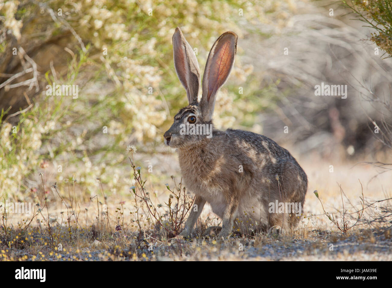 Black-tailed jackrabbit (Lepus californicus) - Mojave desert, California USA Stock Photo