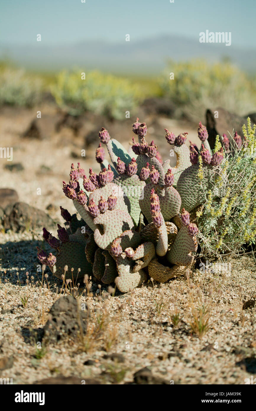 Beavertail cactus fruits aka prickly pears (Optuntia) - California USA Stock Photo