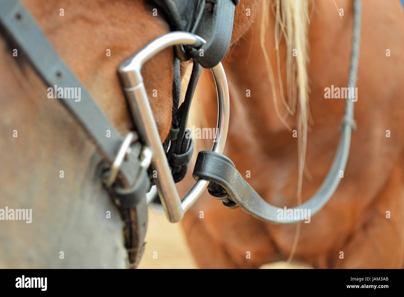 The Bit of a Dressage horse Stock Photo Alamy
