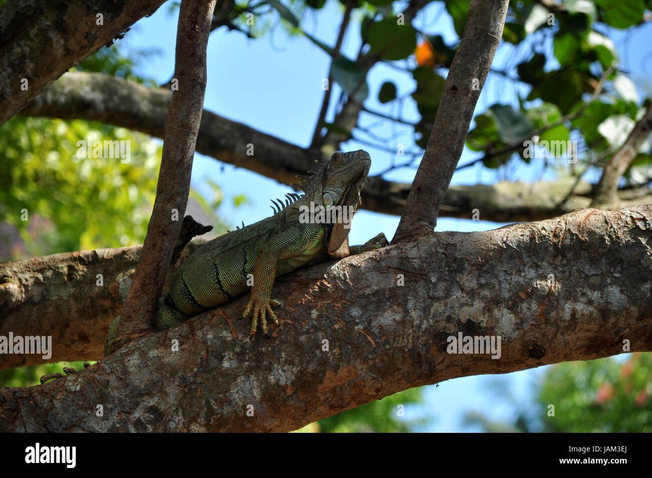 Iguana on tree Stock Photo Alamy