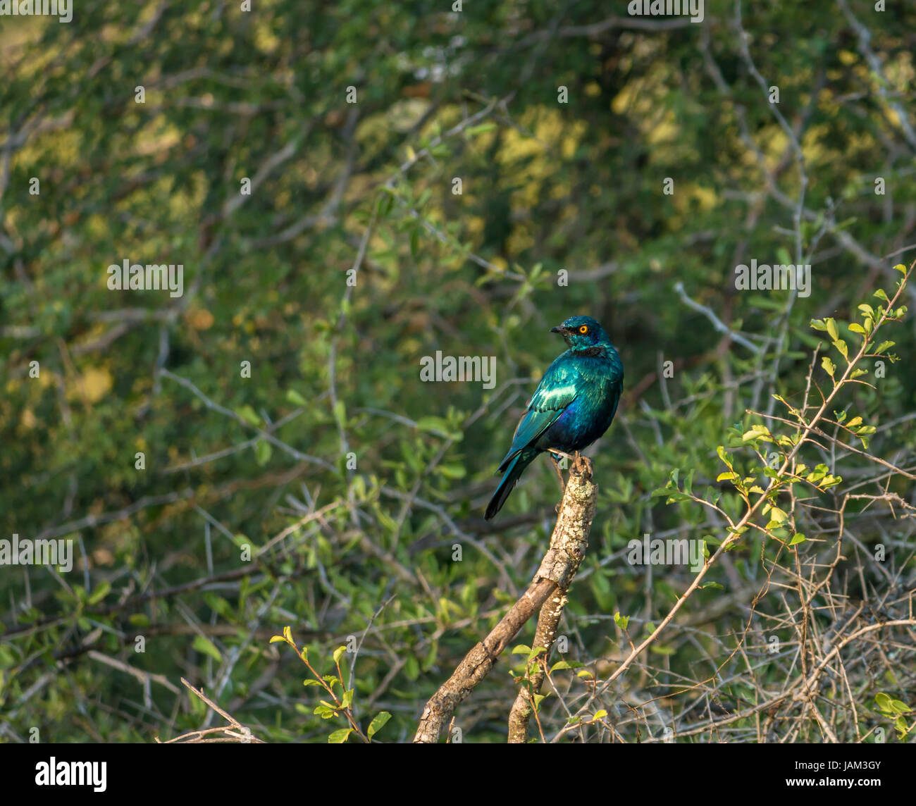 Greater blue eared starling, Lamprotornis chalybaeus, perched on branch, Greater Kruger National Park, South Africa Stock Photo