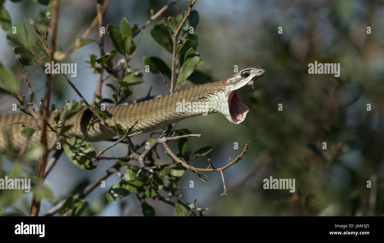 Female Boomslang (Dispholidus typus) with mouth open showing back fang, Moremi Game Reserve, Botswana Stock Photo