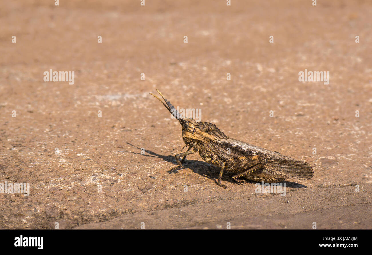 Close up of camouflaged locust, Locustana pardalina, Greater Kruger National Park, South Africa Stock Photo