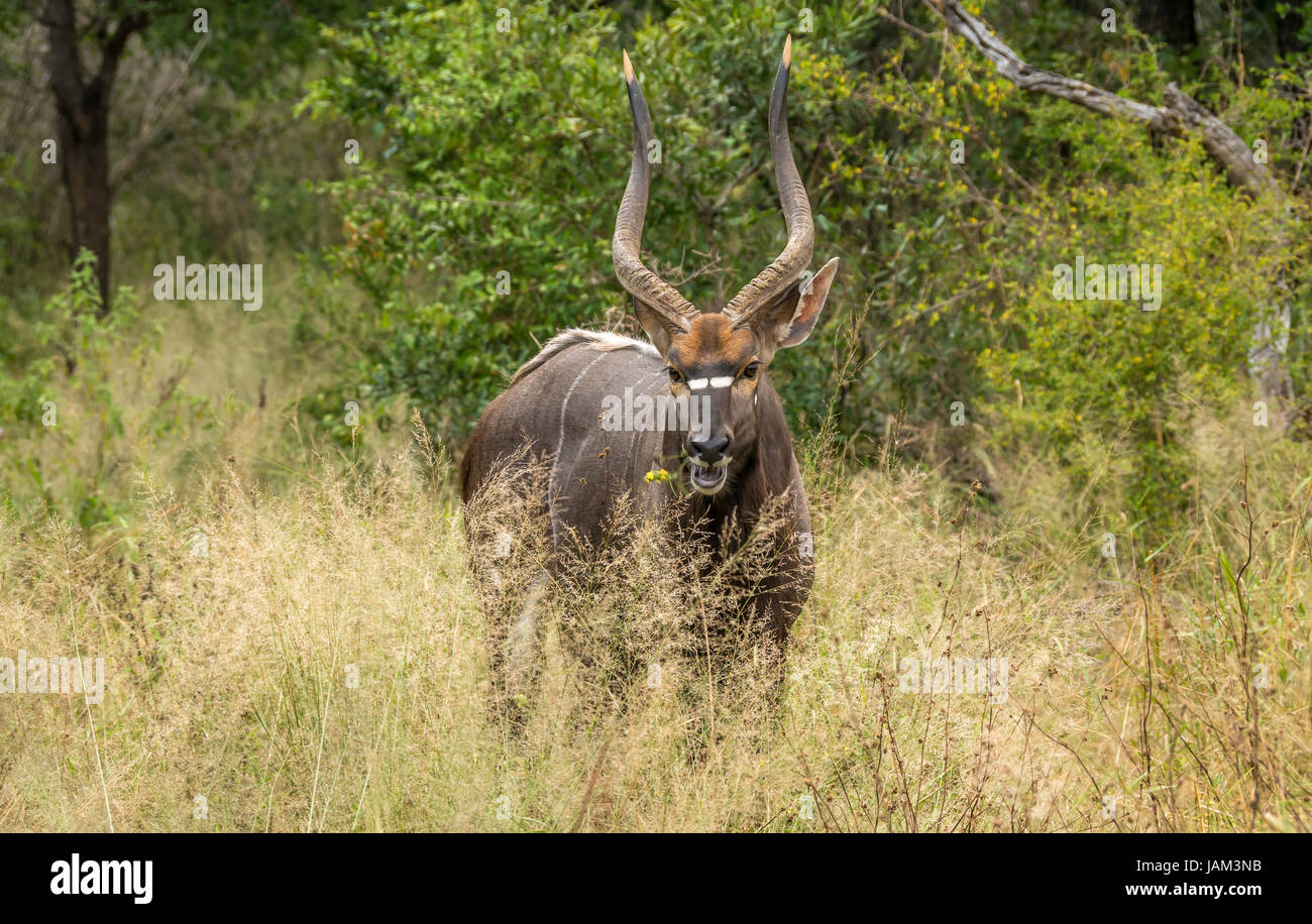 Close up of watchful male nyala, Tragelaphus angasii, Greater Kruger National Park, South Africa Stock Photo