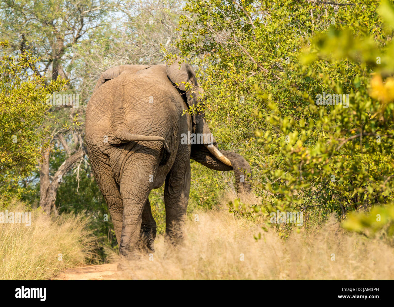 African bull elephant in must, indicated by trunk coiled around tusk, Greater Kruger National Park, South Africa Stock Photo