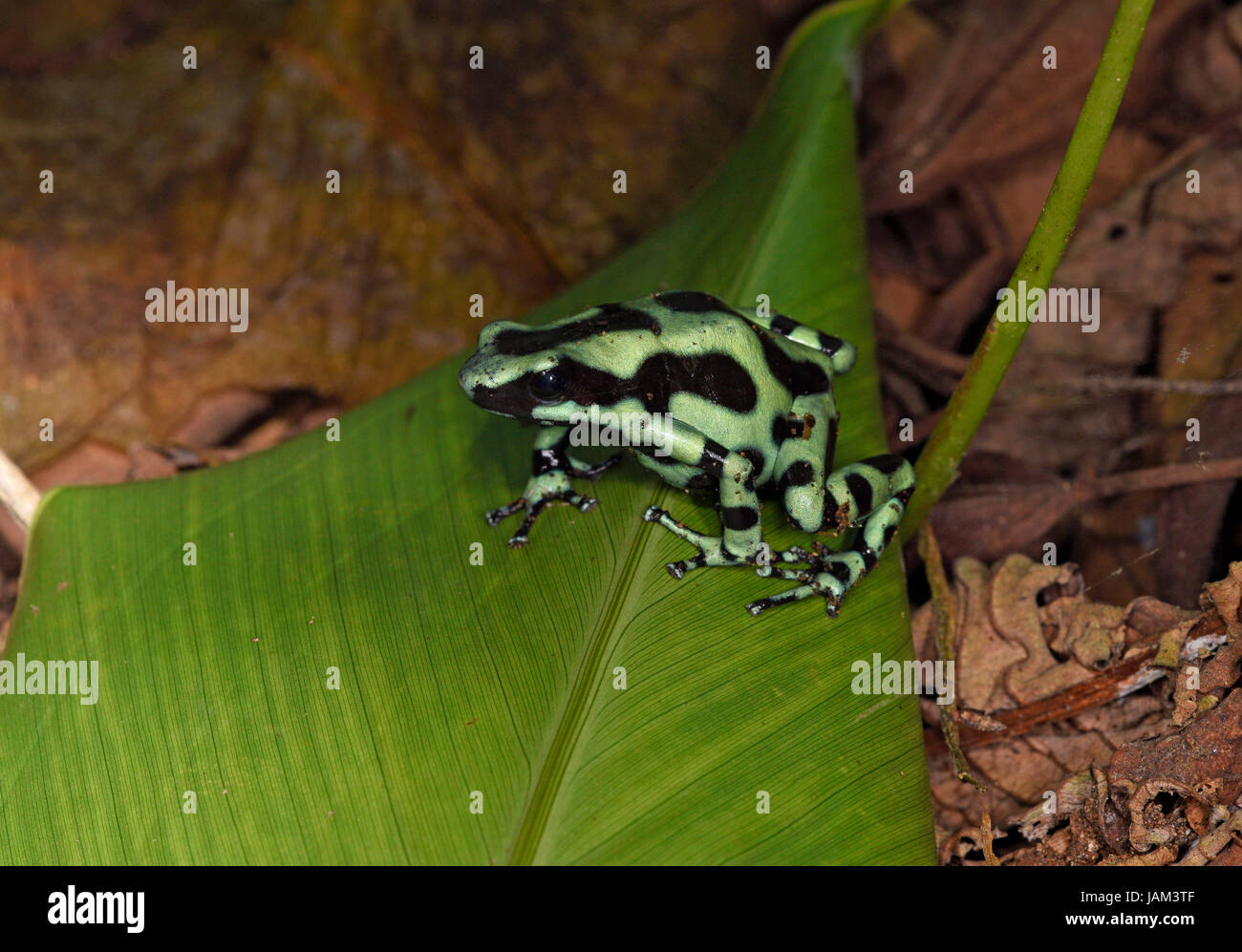 Green Poison Arrow Frog (Dendrobates auratus) sitting on fallen leaf on the ground, Costa Rica, March Stock Photo