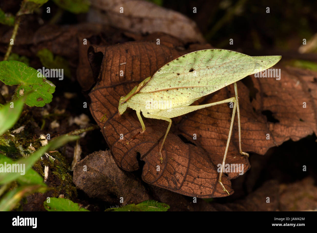 Bush Katydid, Orthoptera, Costa Rica, March Stock Photo