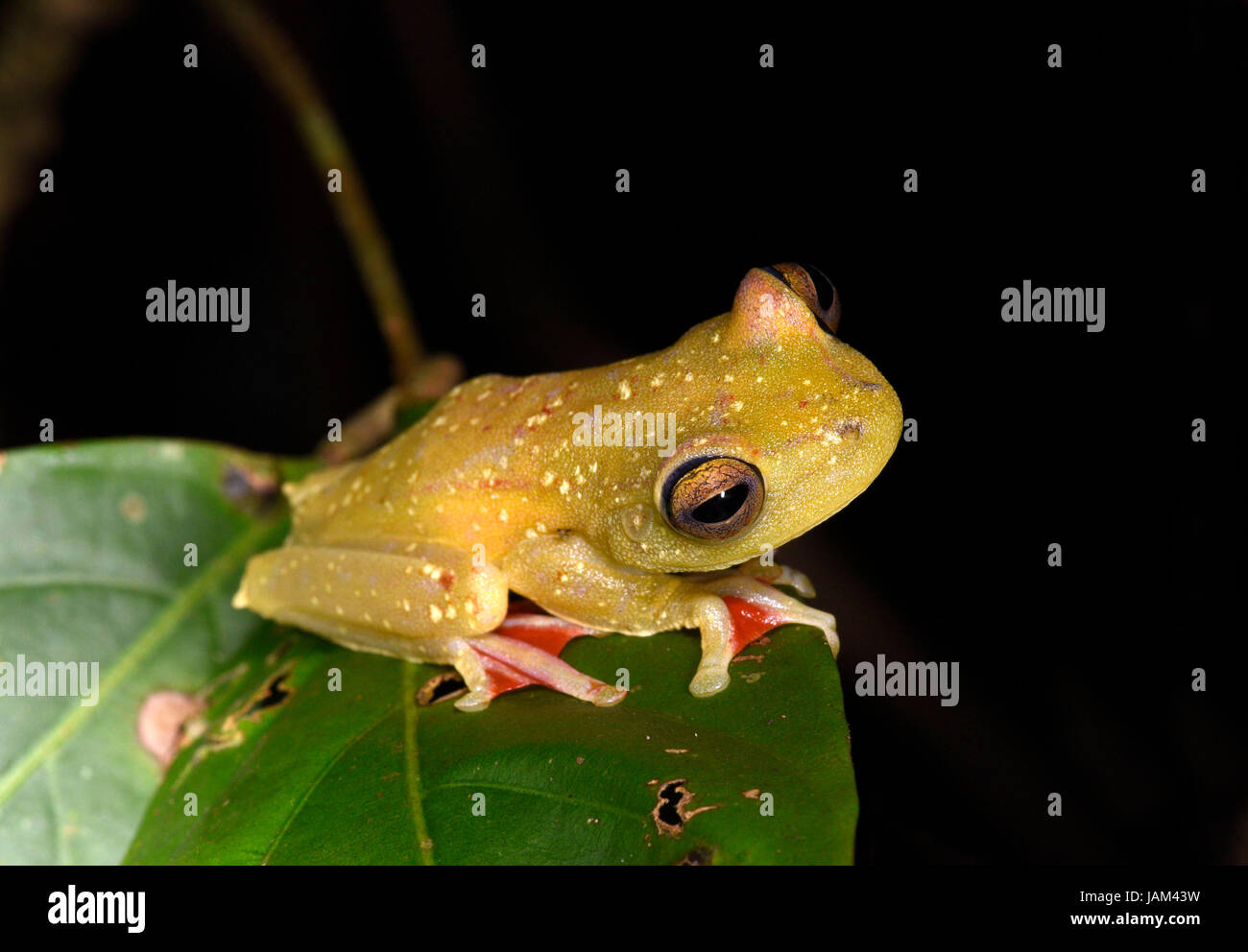 Red-webbed Tree Frog (Hypsiboas rufitelus) sat on leaf at night, Costa Rica, March Stock Photo