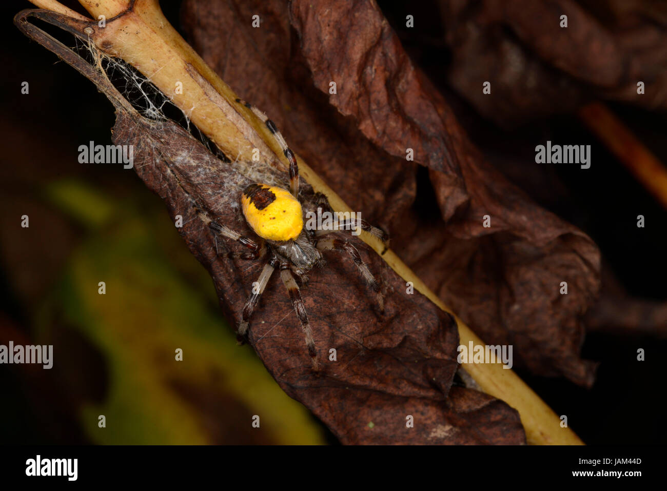 Marbled Orb Weaver Spider (Araneus marmoreus var. pyramidatus) adult resting on web on leaf litter, Monmouth, Wales, November Stock Photo