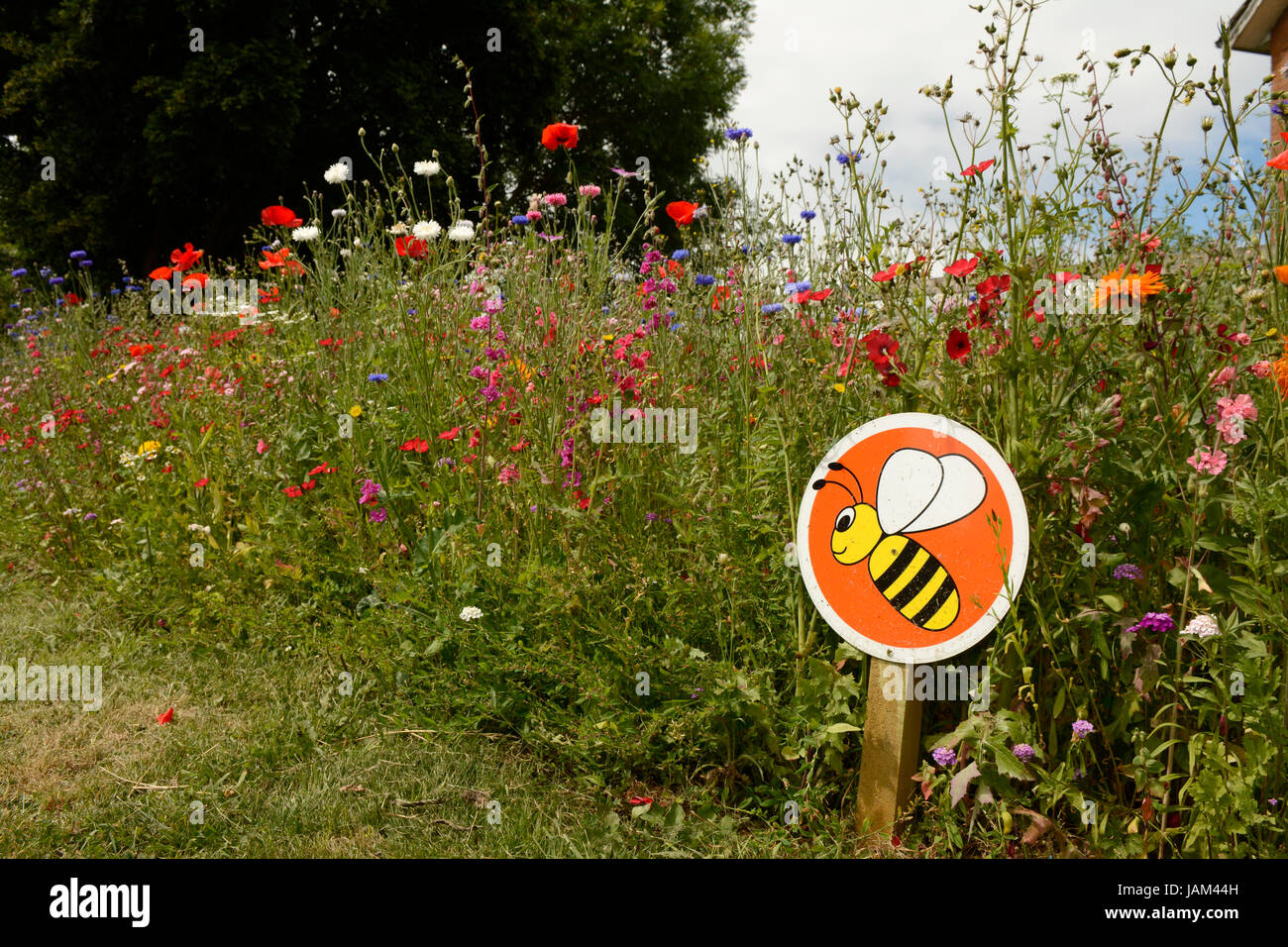 Planting Flowers for Bee Conservation, Monmouth, Wales, June Stock Photo