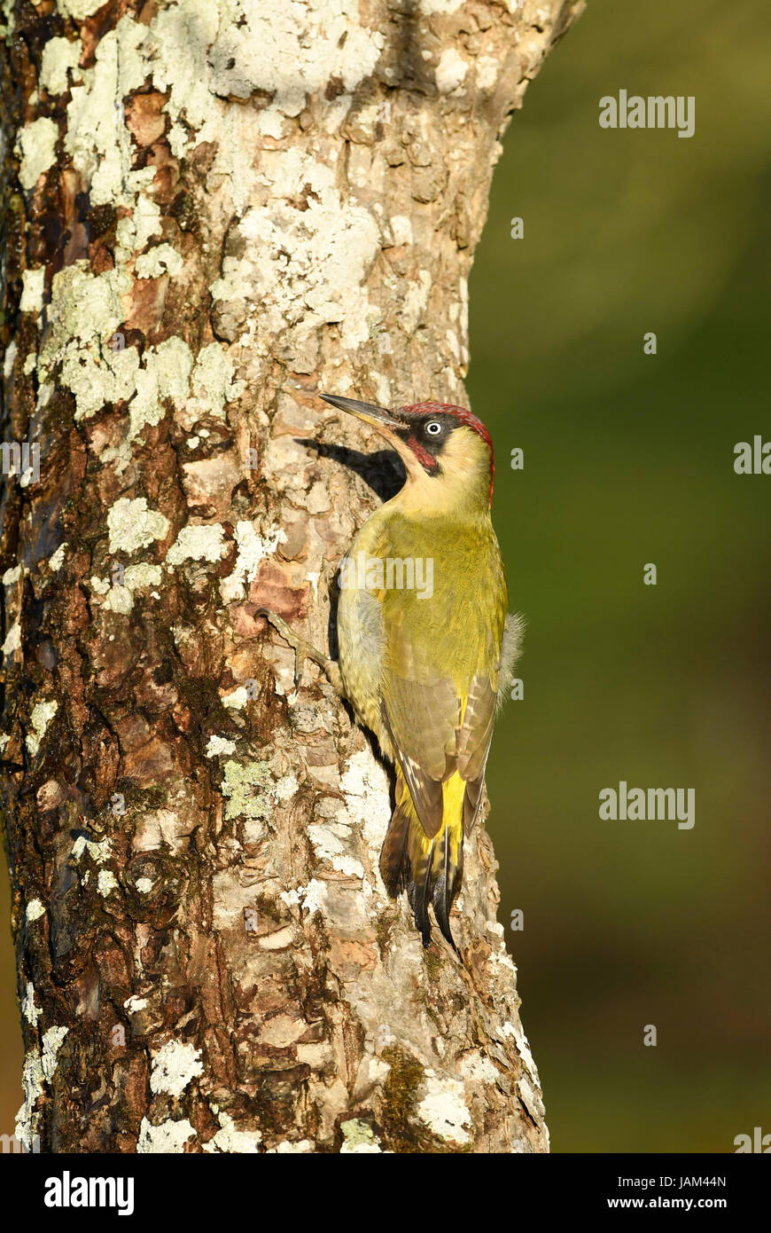European Green Woodpecker (Picus viridis) adult male clinging to side of tree trunk, using tail as a brace, Gwent, Wales, November Stock Photo
