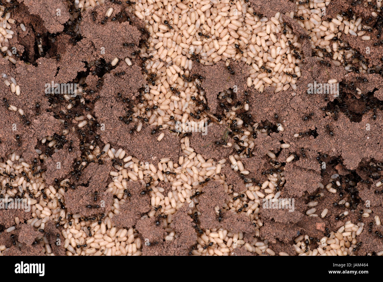 Black Garden Ant (Lasius niger) exposed nest showing workers and cocoons, Monmouth, Wales, September Stock Photo