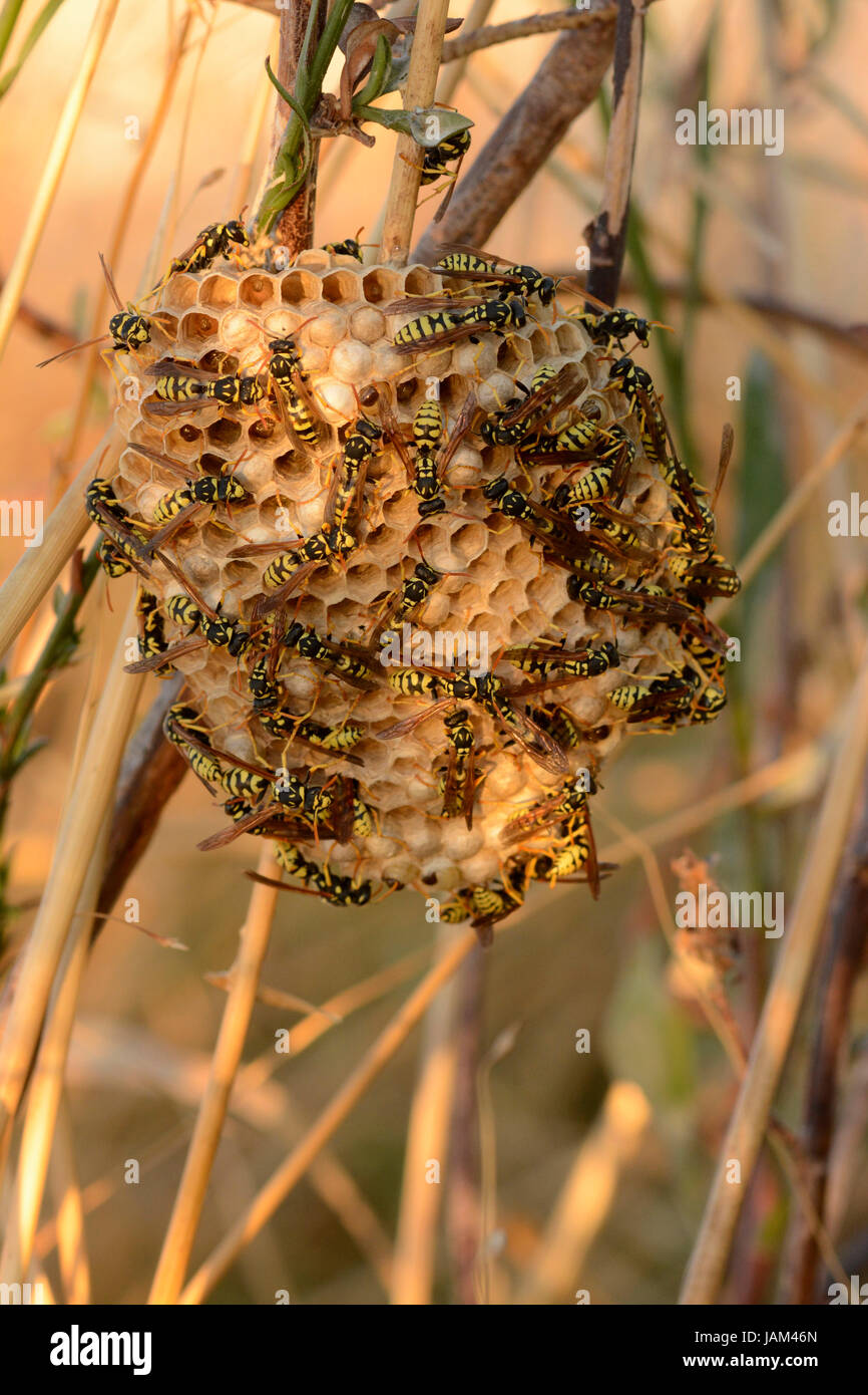 European Paper Wasp (Polistes dominula) nest in long grass, covered in adult insects, Tarifa, Spain, August Stock Photo