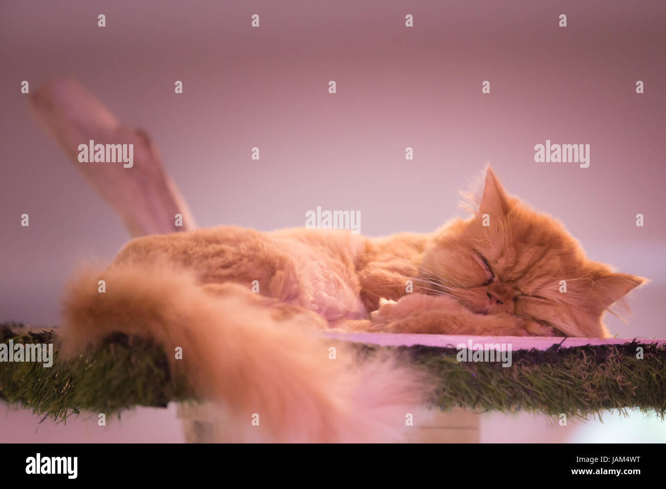 Peaceful orange red tabby cat male kitten curled up sleeping Stock ...