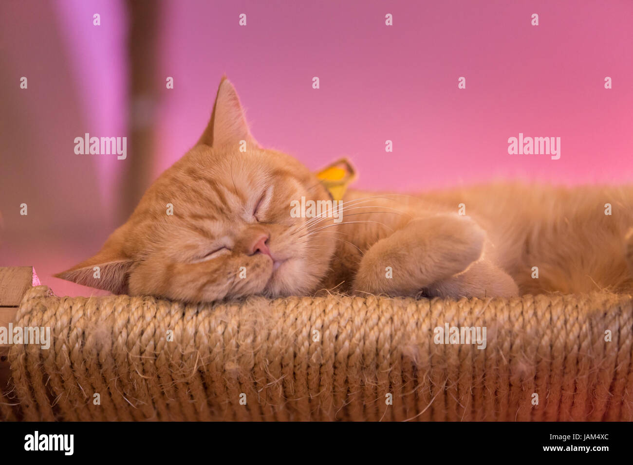 Peaceful orange red tabby cat male kitten curled up sleeping Stock ...