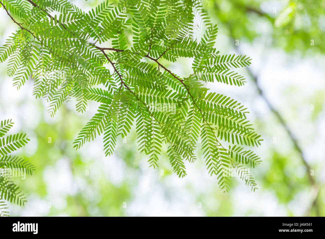 green leaves and branches Stock Photo - Alamy