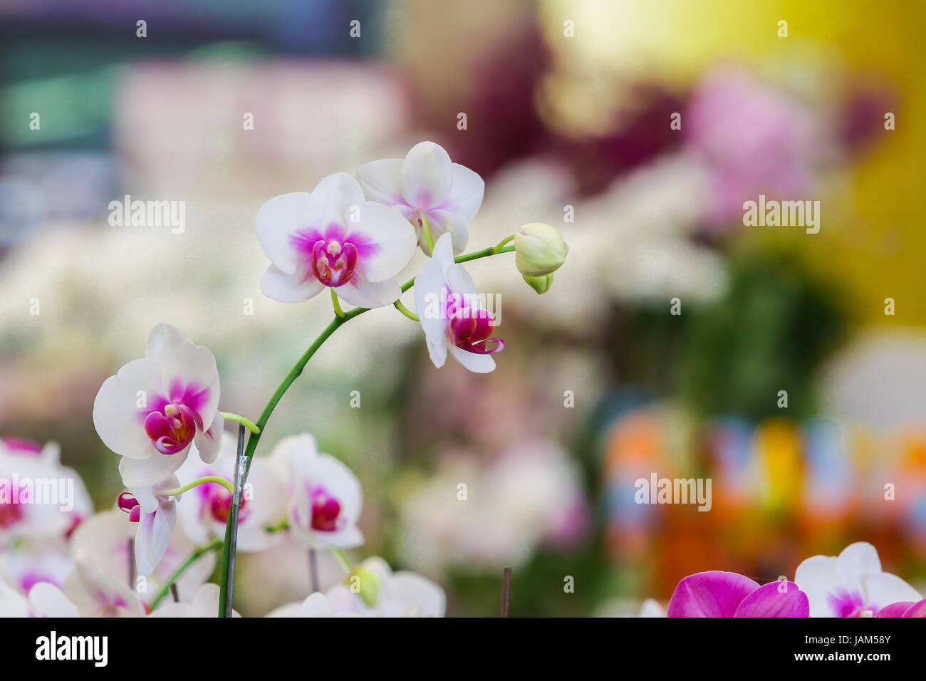 beautiful orchid Stock Photo