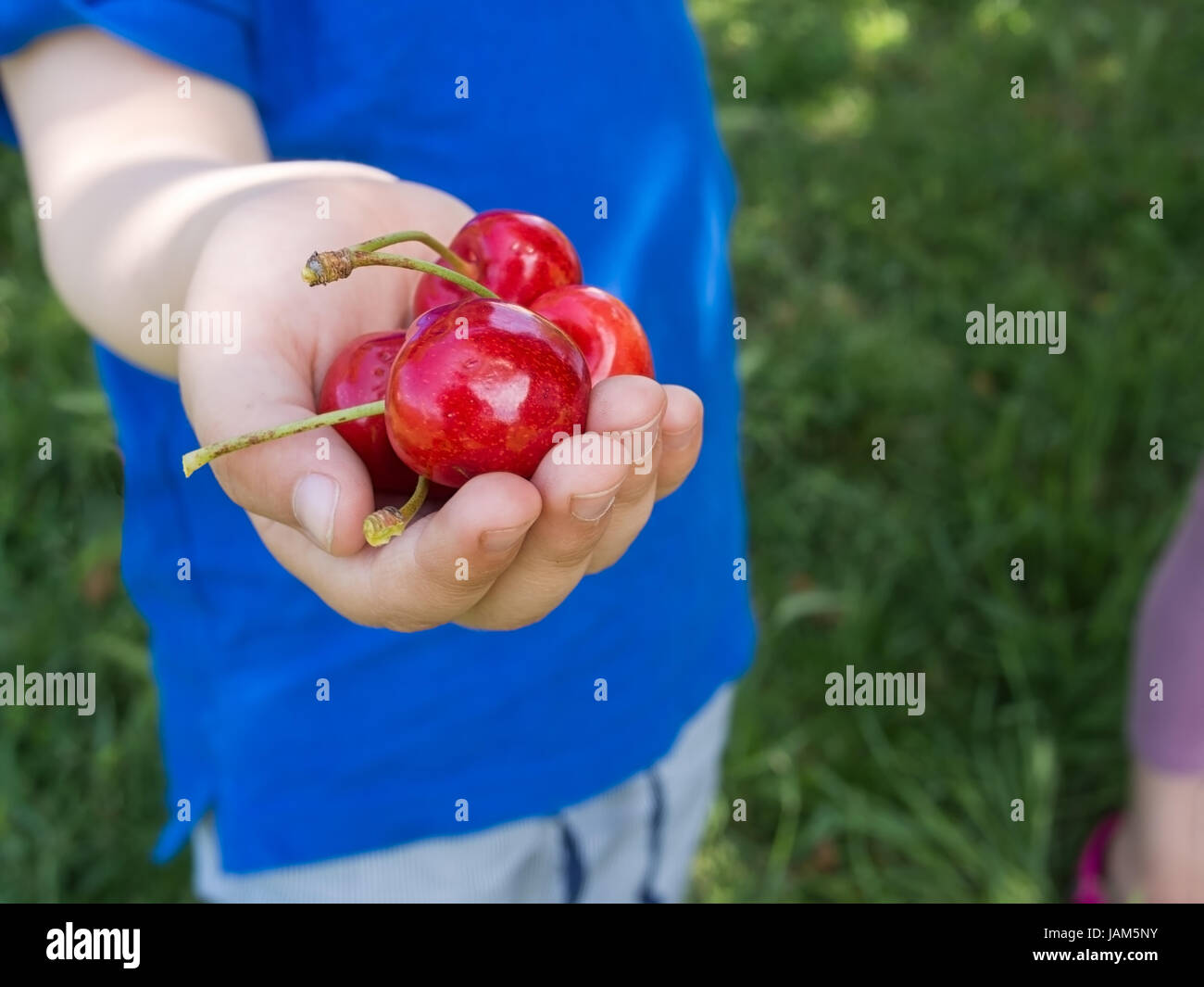 Small boy offering fresh picked cherries. Narrow depth of field, focus on cherries. Dappled light under cherry tree! Stock Photo