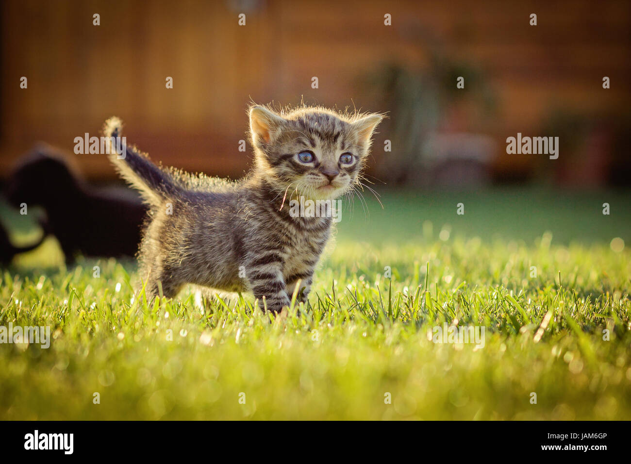 Kitten in the garden Stock Photo - Alamy