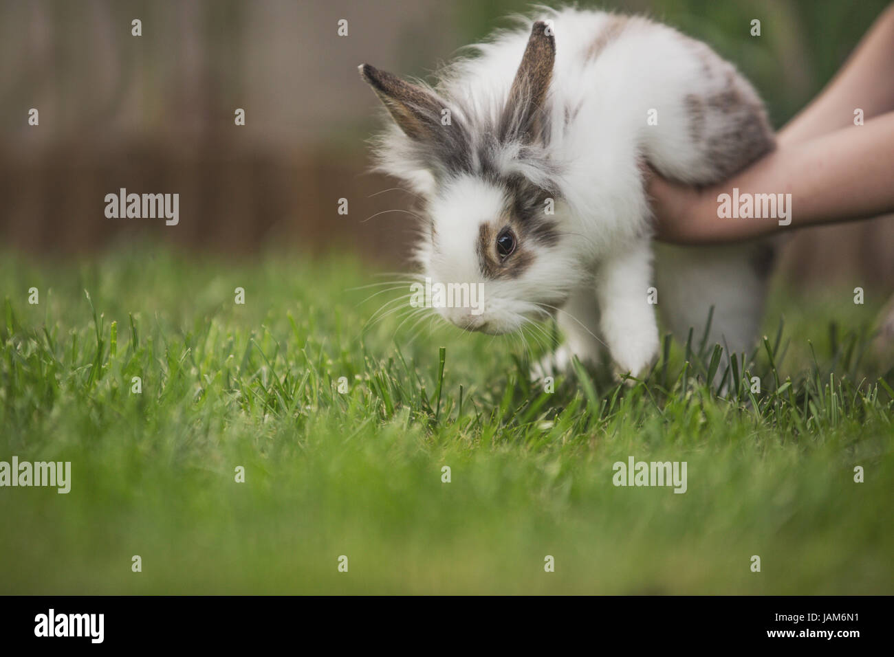 Rabbit in hands Stock Photo Alamy