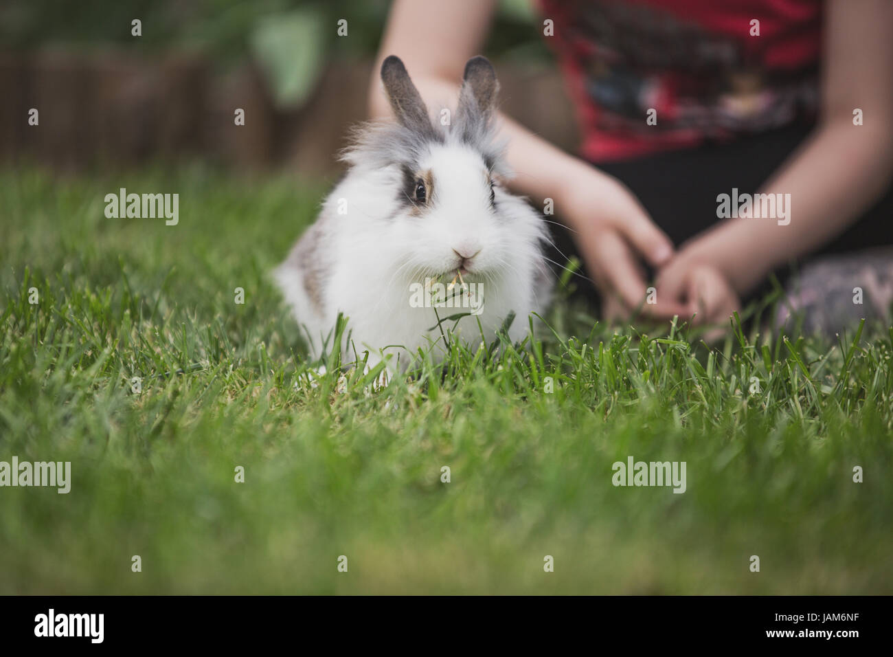 Little girl sitting with a little rabbit in the grass Stock Photo - Alamy