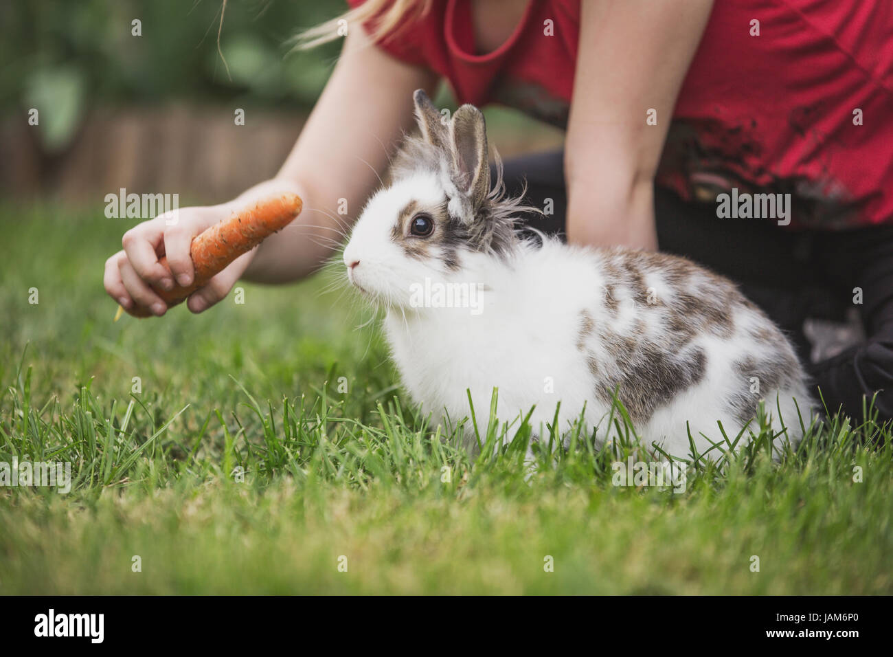 Little girl feeding a rabbit with carrot Stock Photo - Alamy