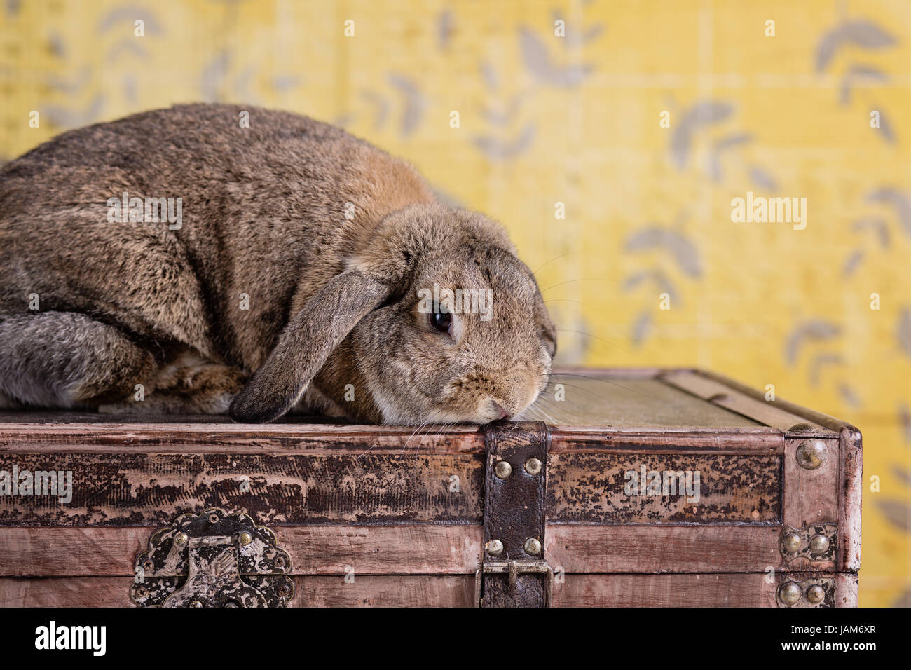 Rabbit on the box Stock Photo - Alamy