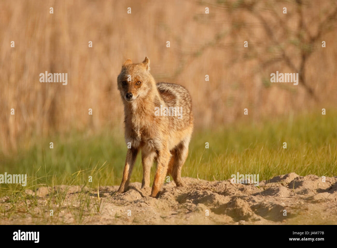 golden jackal (Canis aureus) adult standing on short vegetation, Danube delta, Romania Stock Photo
