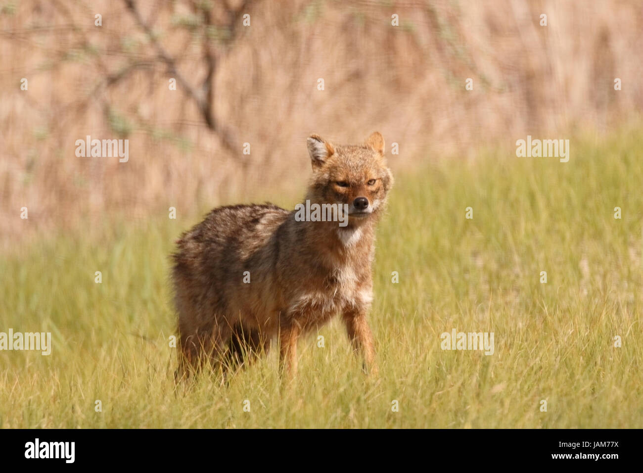 golden jackal (Canis aureus) adult standing on short vegetation, Danube delta, Romania Stock Photo