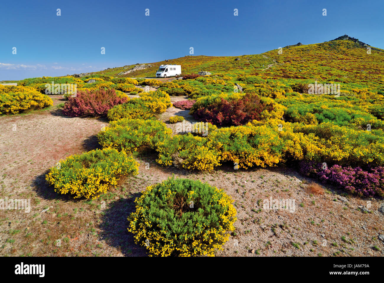 Motorhome alone in the middle of green mountain vegetation with yellow and violett flowers in blossom Stock Photo