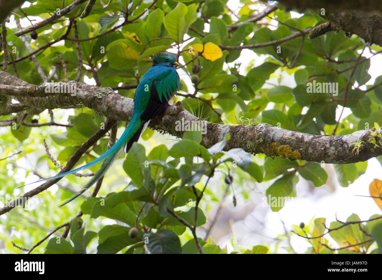 Avocado tree hires stock photography and images Alamy