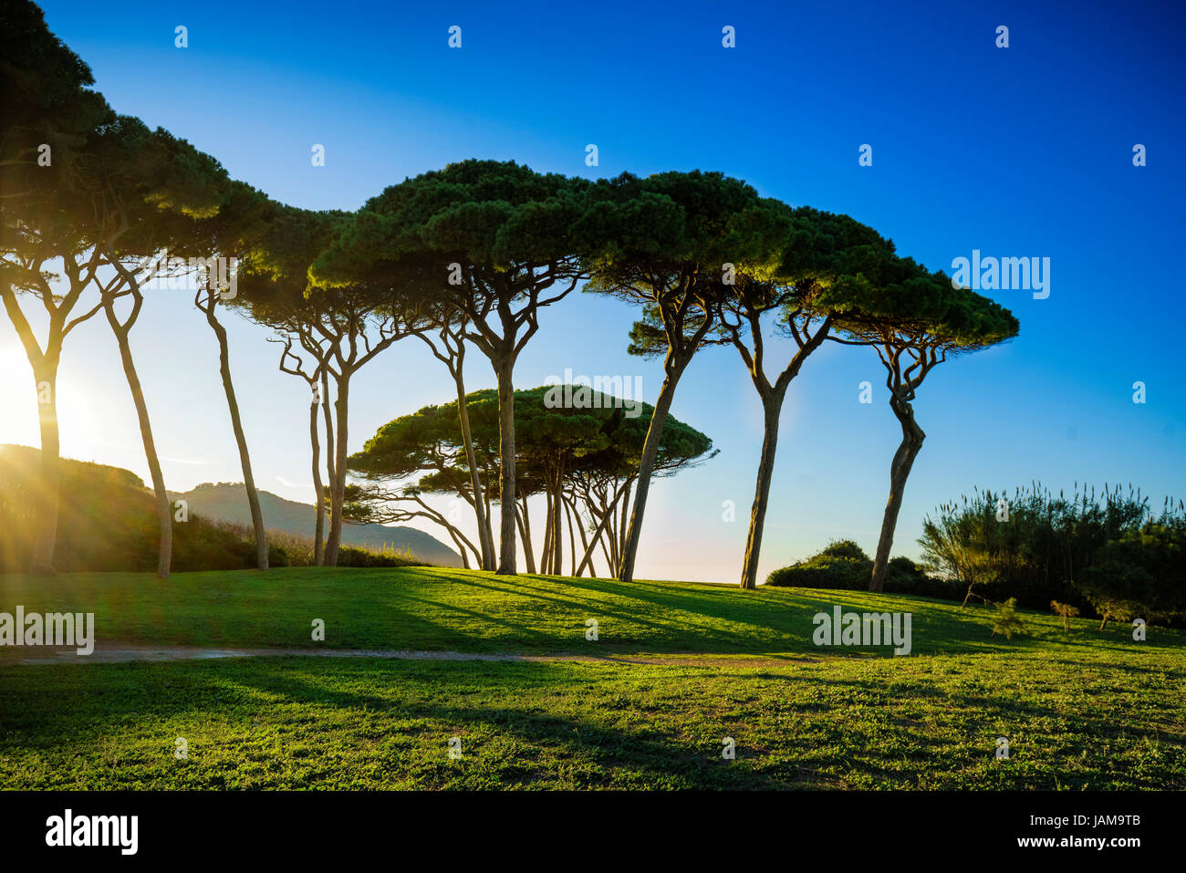 Maritime Pine tree group near sea and beach on sunset. Baratti, Maremma, Piombino, Tuscany, Italy. Stock Photo