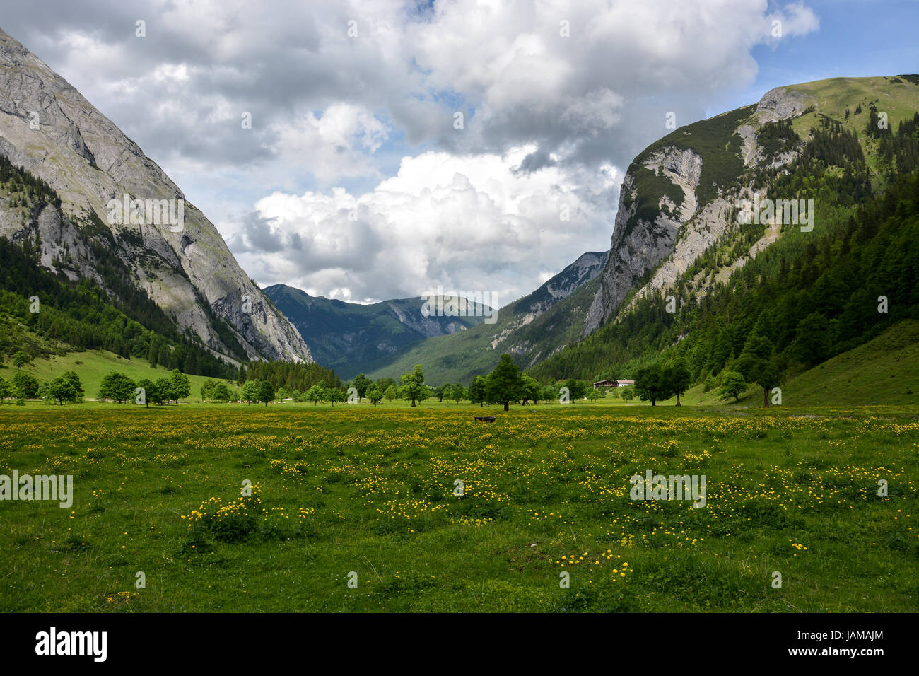 The 'Großer Ahornboden' valley with maple trees and yellow flowers in the Austrian mountains Stock Photo