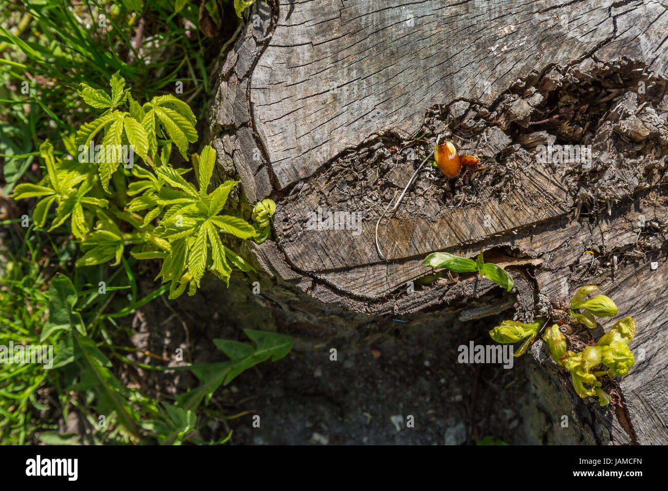 Chestnut tree green hi-res stock photography and images - Alamy