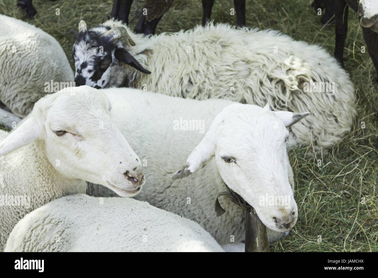 Young Sheep Wool Farm Barnyard Animals Stock Photo 144278454 Alamy