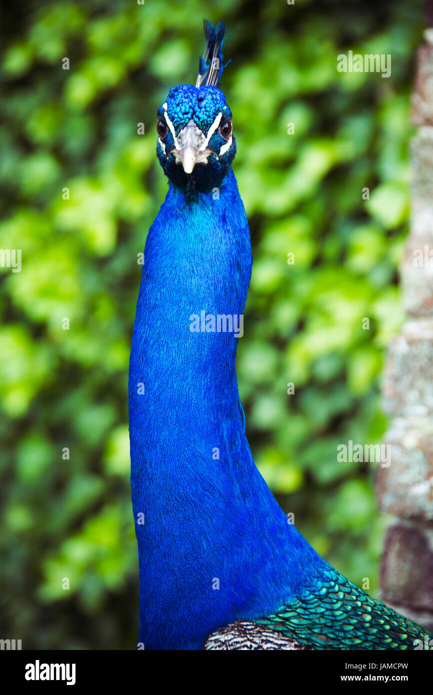 Peacock staring at camera on sunny day in castle grounds Stock Photo
