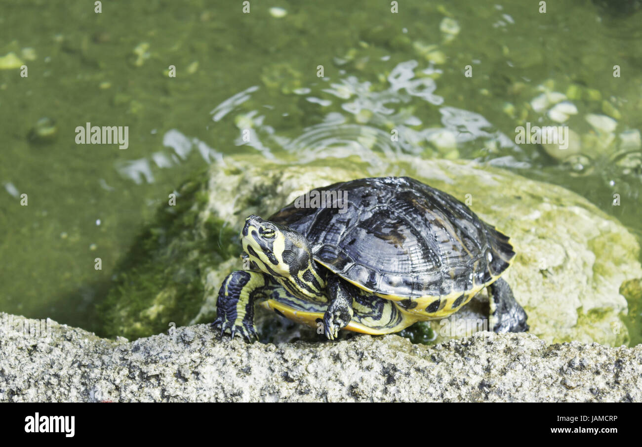 Turtles in pond at the water's edge, animals and nature Stock Photo - Alamy