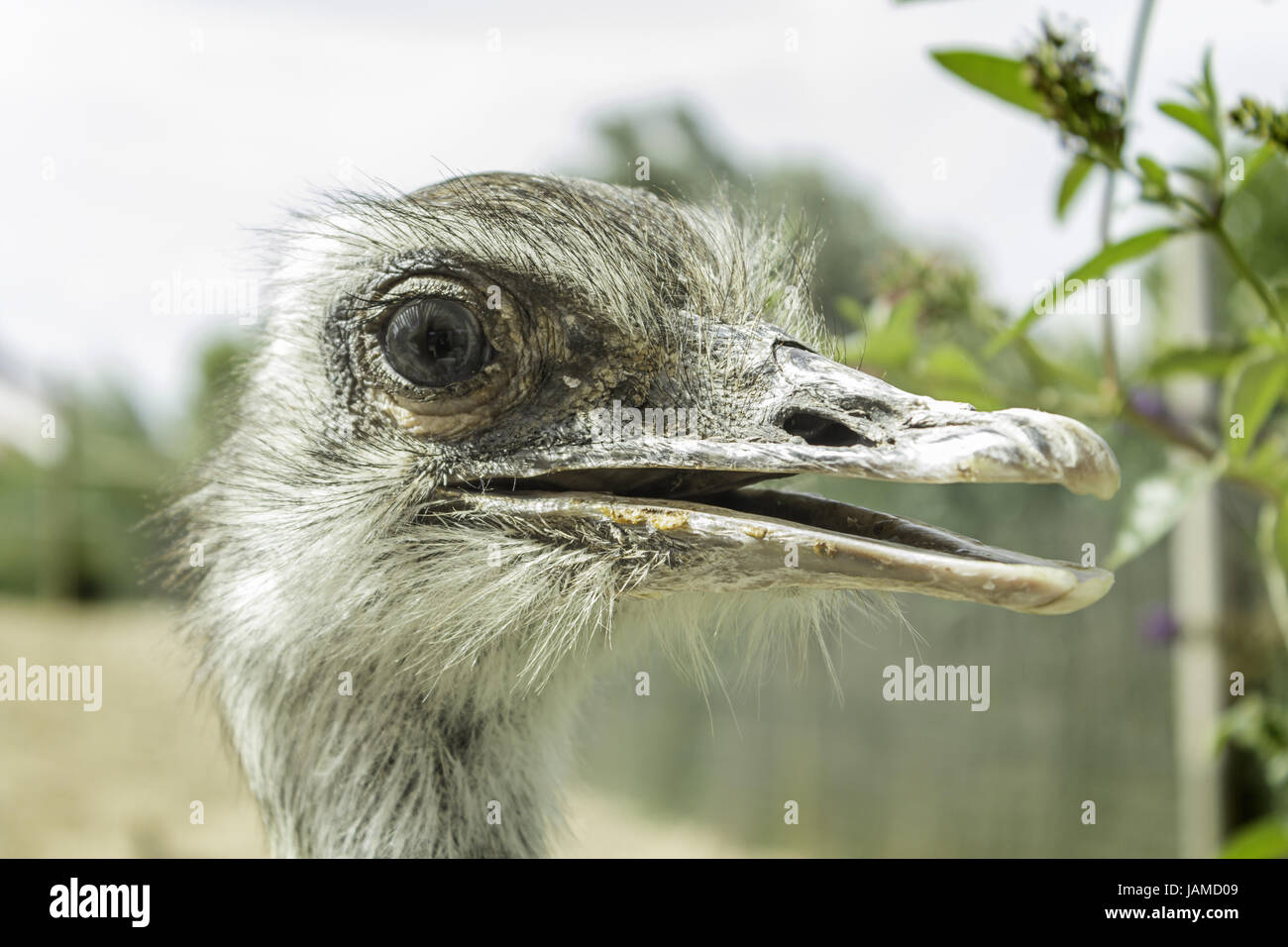 Ostrich head with open beak in zoo animals Stock Photo