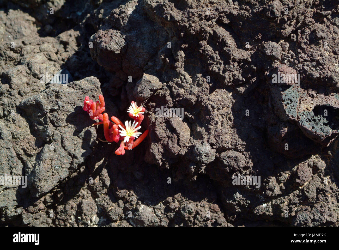 Flower on lava rock Stock Photo Alamy