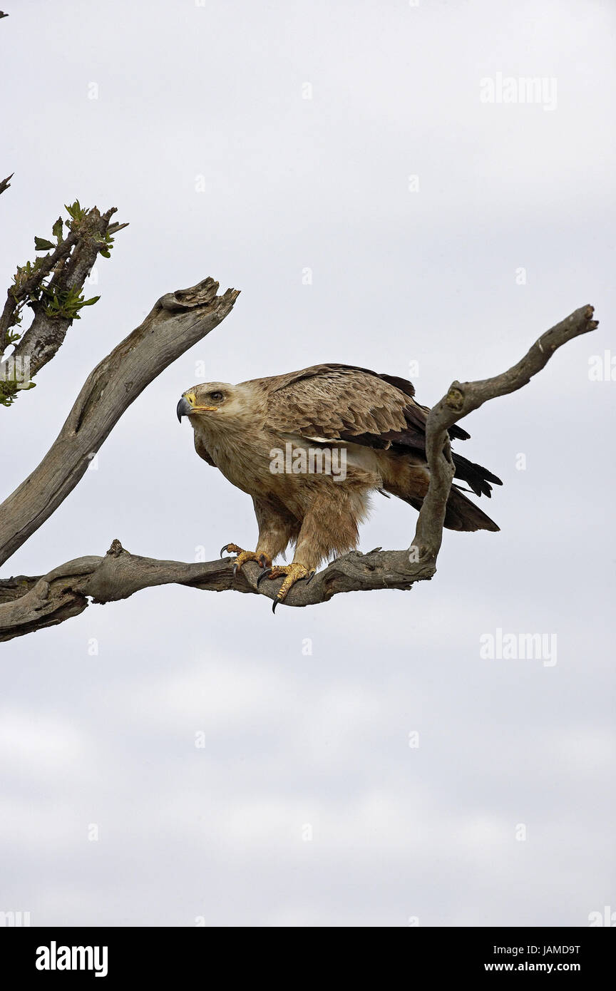 Predatory eagle or savanna needlemaker,Aquila rapax,adult animal,branch,Masai Mara Park,Kenya, Stock Photo