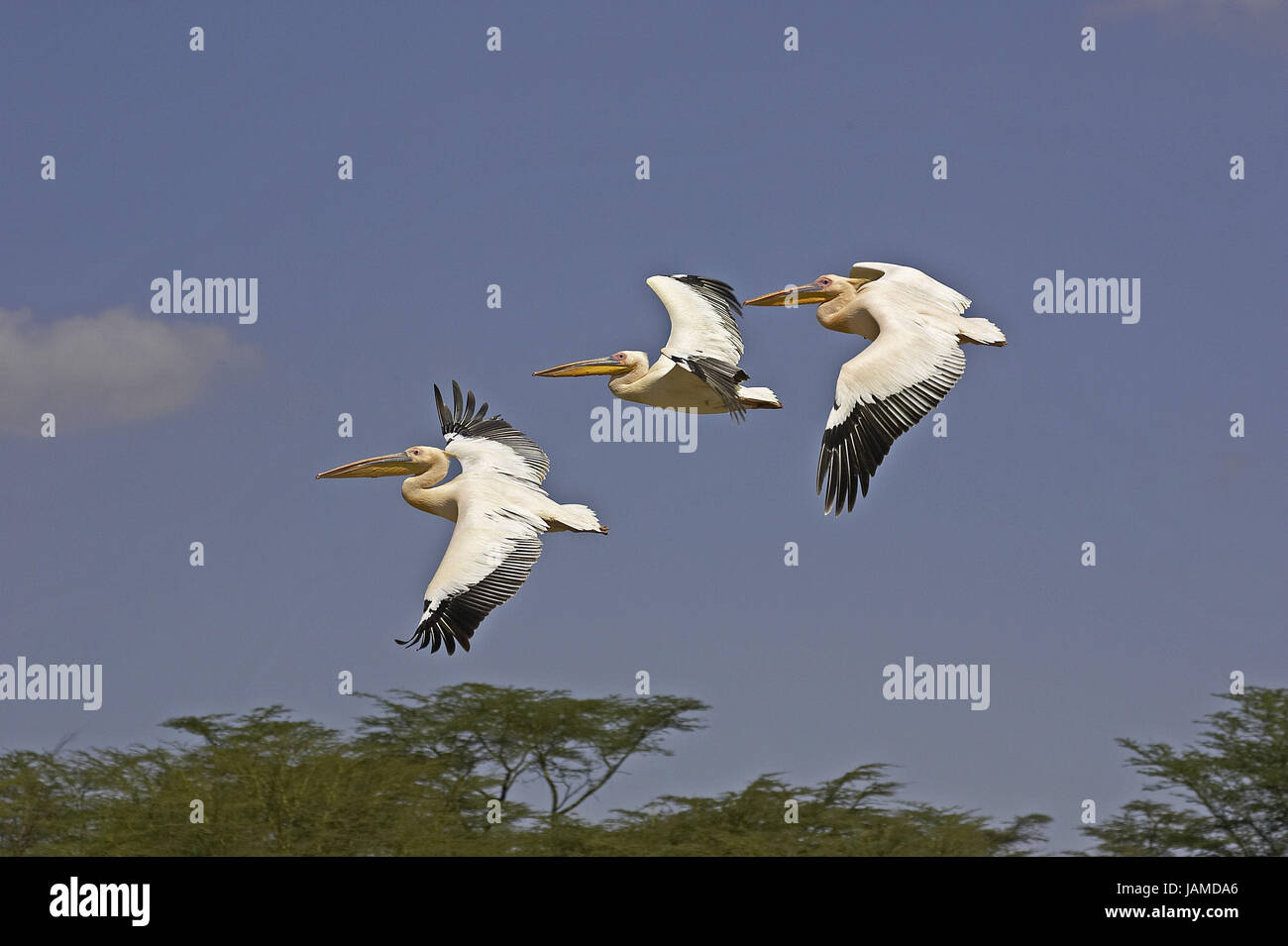 Rose's pelican,Pelecanus onocrotalus,group,flight,Nakuru brine,Kenya, Stock Photo